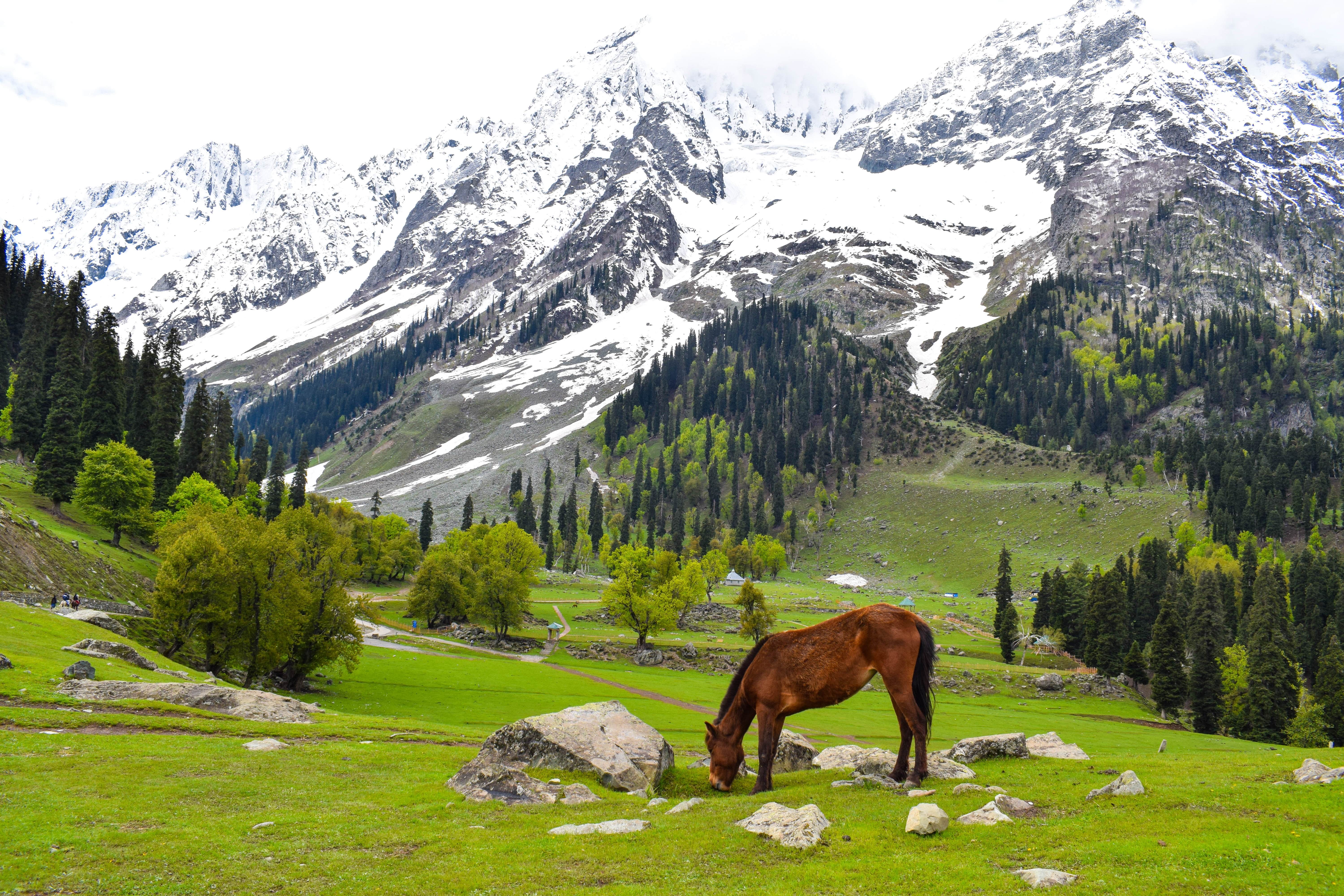 kashmir 1